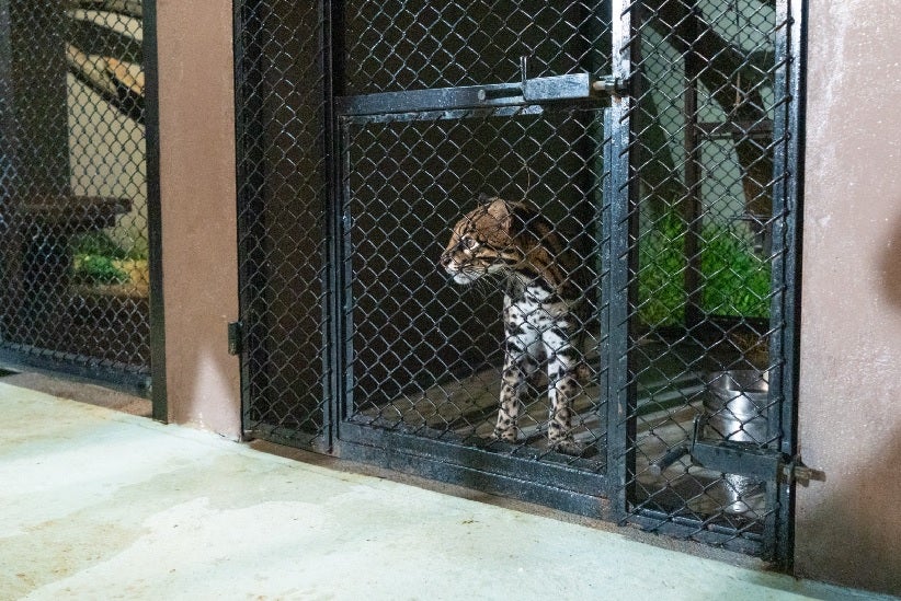 Fotos: Sara Cheida / Itaipu Binacional
