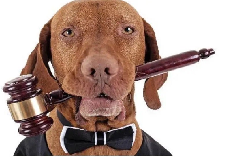 Minas Gerais promulga lei e reconhece os animais como sujeitos de direito!-fronteiralivre