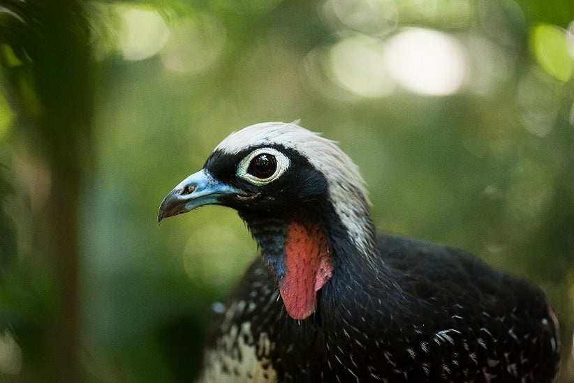 Foto: Divulgação/Parque das Aves