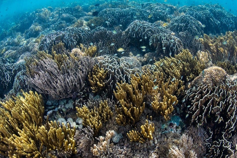 Um recife de coral saudável na Indonésia (Imagem: Alamy)