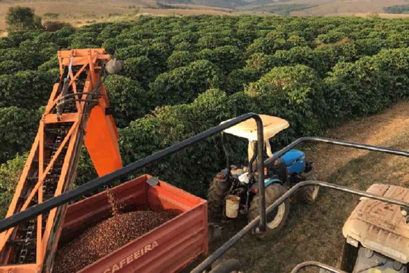 Colheita Do Café-fronteiralivre