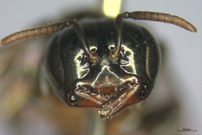 Abelha-limão. Foto: Divulgação.