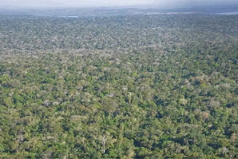 Floresta retomou o trecho antes cortado por uma estrada ilegal de terra no Parque Nacional do Iguaçu. Foto: Relatório da Procuradoria da República no Estado do Paraná (Agosto de 2019).
