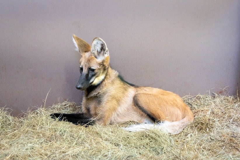 Fotos: Sara Cheida/Itaipu Binacional