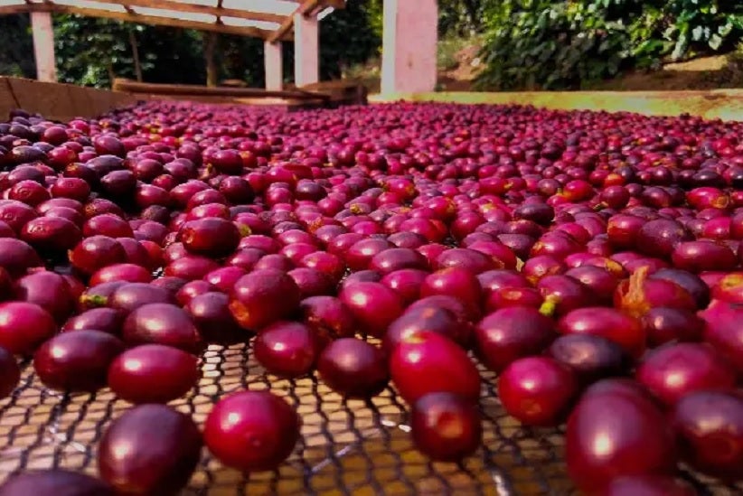 secagem-do-café-fronteiralivre