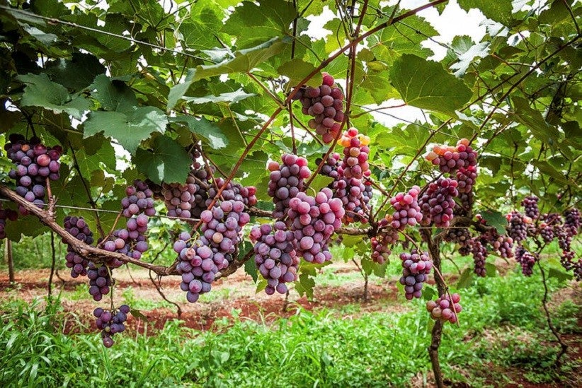 Produção orgânica. Fotos: Alexandre Marchetti/Itaipu Binacional