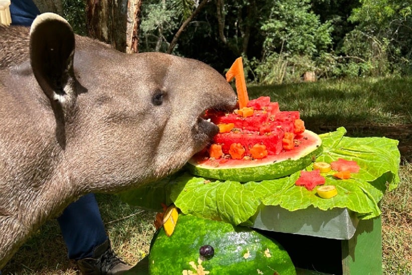 Fotos: Fabiana Stamm/Itaipu Binacional.