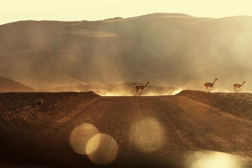 Animais transitando pelo deserto - Fonte: Freepikm ani