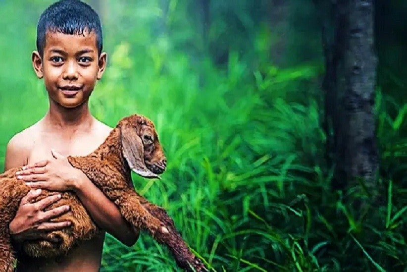 Direitos dos animais? E dos humanos? (Arte digital: José Oliveira | Fotografias: Pixabay)