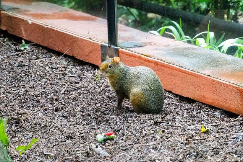 Fotos: Emanoela Somavila/Itaipu Binacional