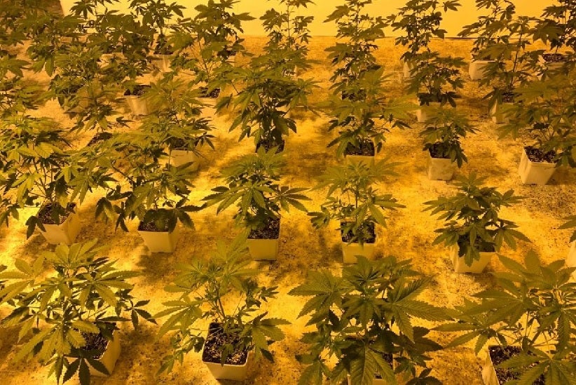 Clube de cultivo de cannabis em Montevidéu: Foto - João Fontoura