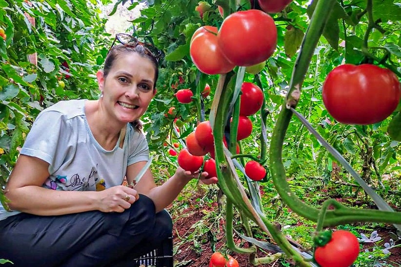 Produção orgânica de tomates. Foto: Arquivo DRS