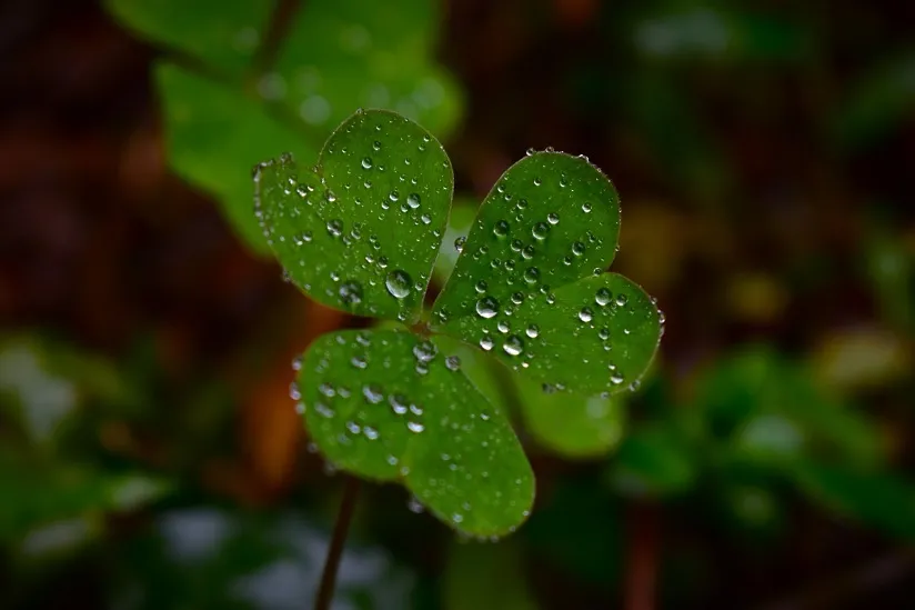 Créditos das fotografias: Bruna Nieradka