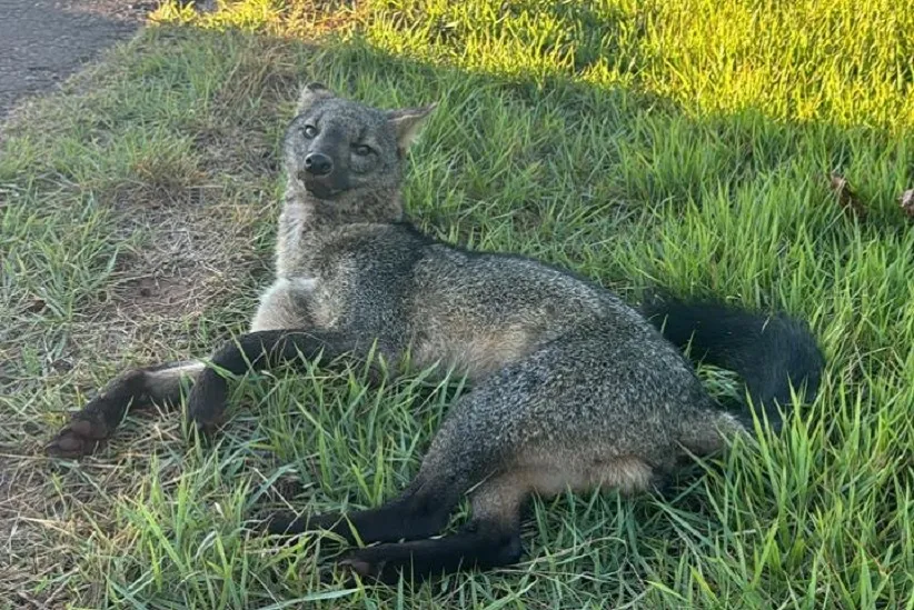Cachorro-do-mato encontrado na Vila Vitorassi. Foto: Divulgação/Polícia Ambiental