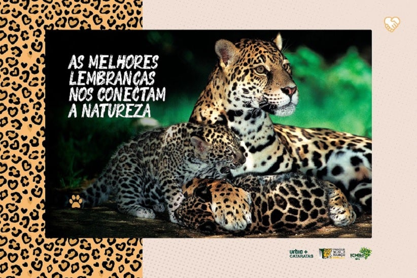 Foto: Divulgação/Onças do Iguaçu