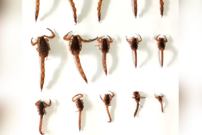 Foto: Divulgação/Prefeitura de São Miguel do Iguaçu