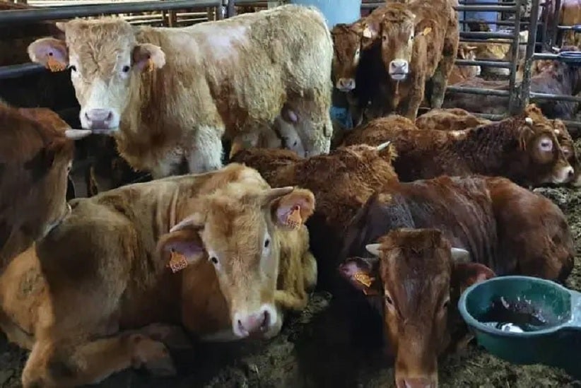 Concluye el sacrificio de los casi 900 terneros que estuvieron más de dos meses en el mar-fronteiralivre