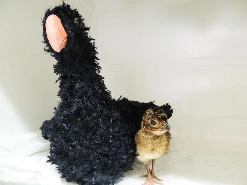 Foto: Divulgação/Parque das Aves