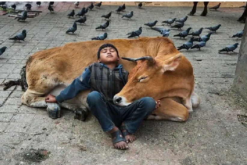 Pandemia promove reflexão sobre relação entre animais humanos e não humanos-fronteiralivre