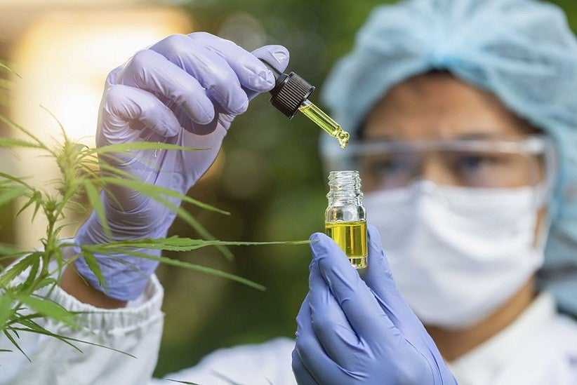 The hands of scientists dropping marijuana oil for experimentation and research,  Concept of herbal alternative medicine, cbd hemp oil, pharmaceptical industry.