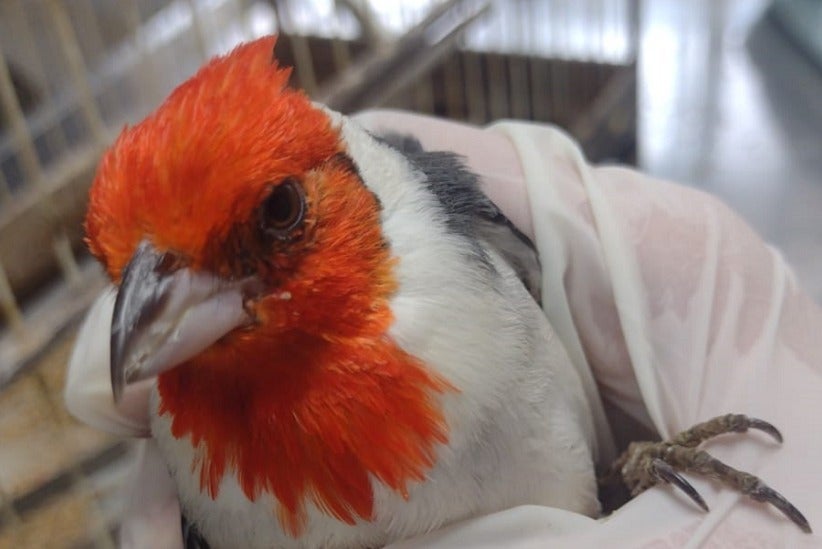 Agentes ambientais encontraram 13 aves mantidas em cativeiro em Campo Mourão; gaiolas estavam sujas e pássaros debilitados - Fotos: IAT